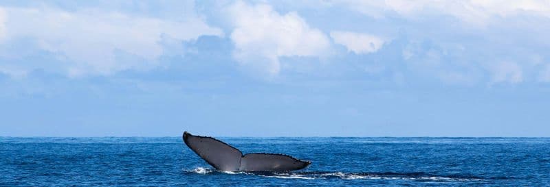 Billet Observation de cétacés dans l’archipel des Perles