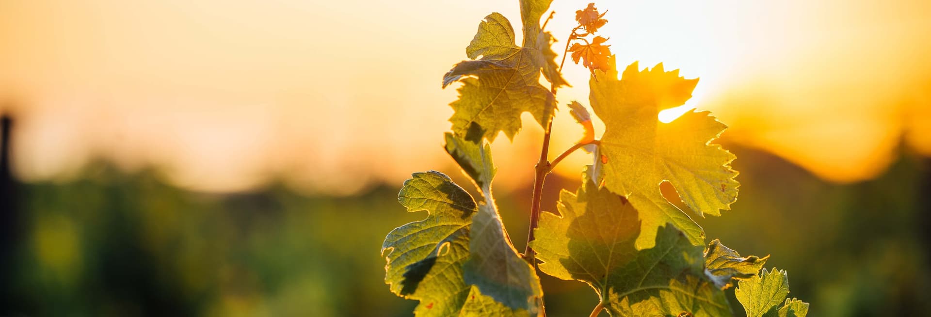 Visite autour du vin dans la région du Dão
