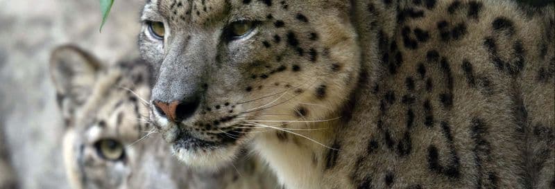 Billet Billet pour le zoo de Santillana del Mar