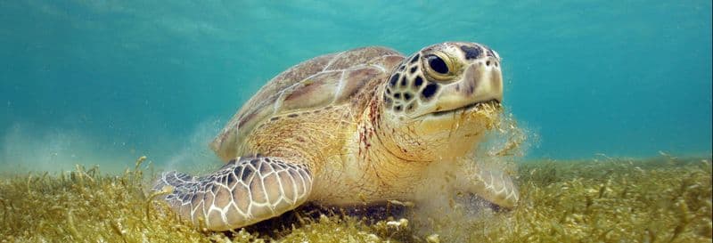 Billet Excursion à la baie d'Akumal + Cénote Jaguar