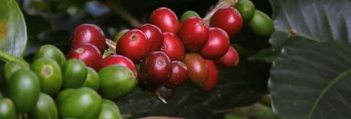 Visite à la découverte du café dans Viñales