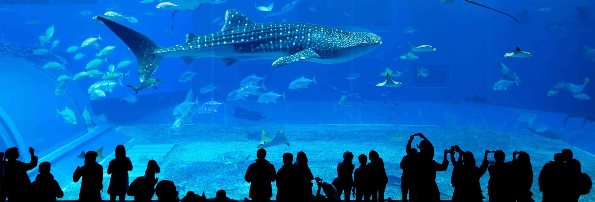 Billet Billet pour l'Aquarium de Géorgie