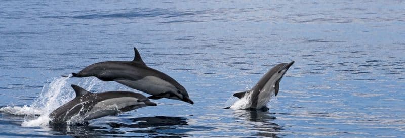 Billet Observation de dauphins et de baleines à Tarifa