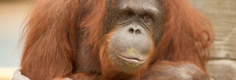 Billet Billet pour le Jungle Park