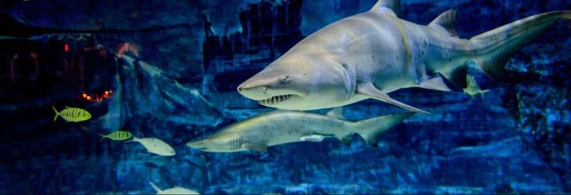 Billet Billet pour l'Aquarium de Gijón