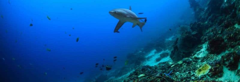 Plongée avec les requins-renards à Malapascua
