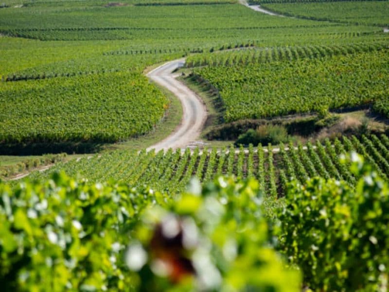 Billet Visite guidée d'une journée dans le  Vignoble de Champagne (51)