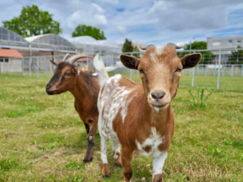 Billet Visite libre de la Ferme de Gally de St-Denis