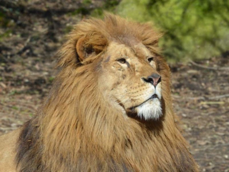 Billet Billet pour le Zoo de Champrépus (50)