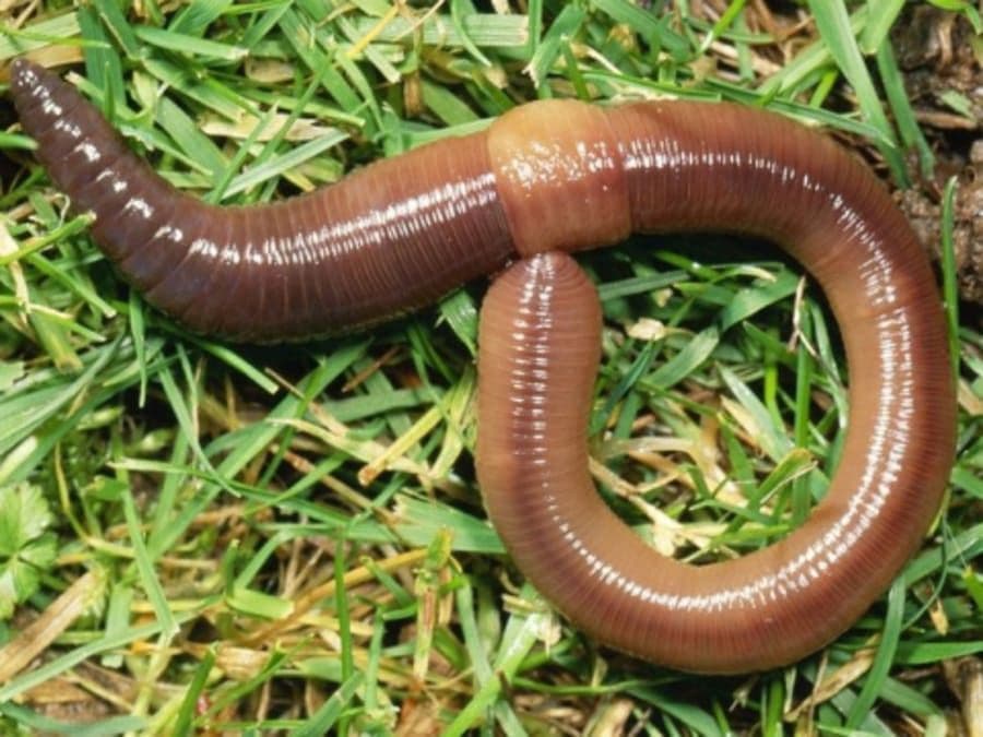 Billet Conte sur les vers de terre et histoire de compost!