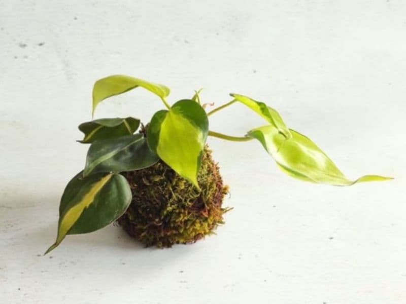 Billet Atelier kokedama à Villeurbanne (69)