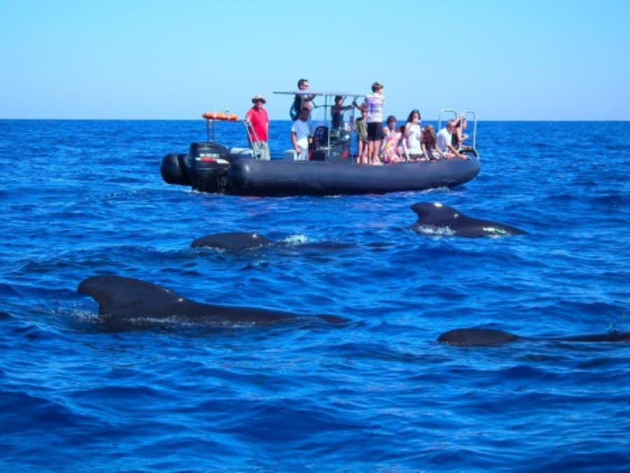 Observation dauphins & baleines bateau depuis Les Lecques (83)