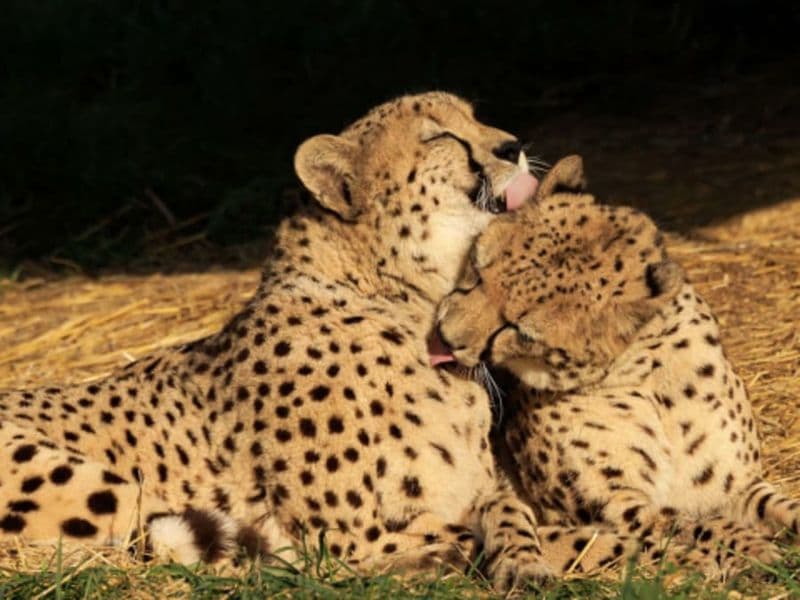 Billet Billet pour le Bioparc de Doué-la-Fontaine (49)