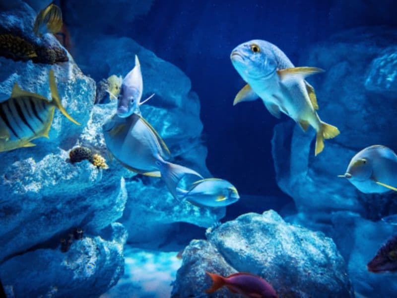 Billet Billet pour Planet Ocean Montpellier (34)