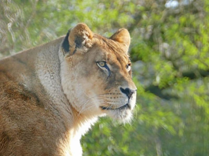 Billet pour le Zoo des Sables-d'Olonne (85)