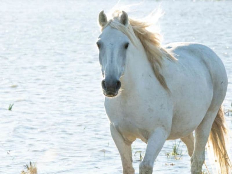 Safari photo en 4x4 depuis Aigues-Mortes (30)