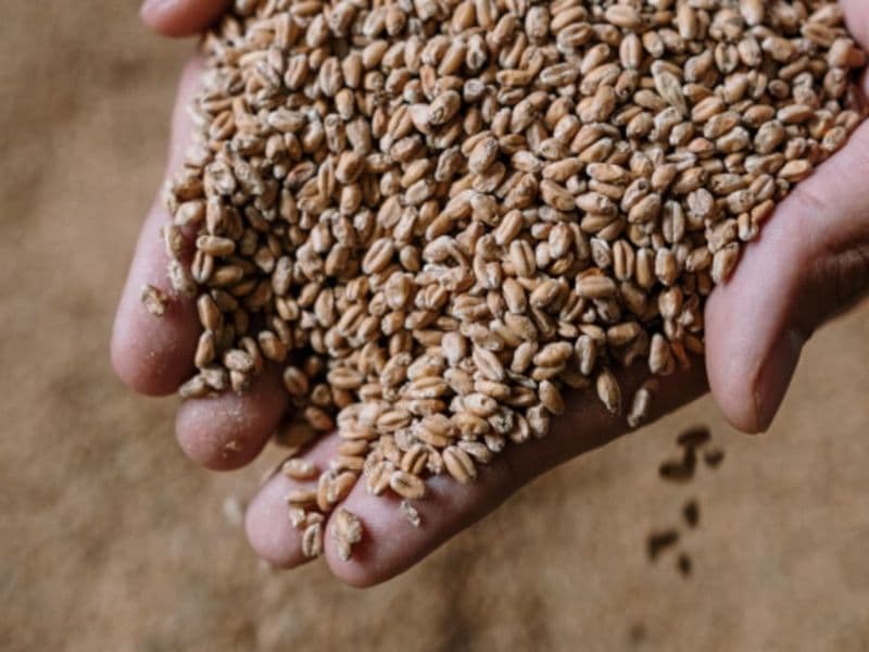 Atelier brassage de bière à Aix-en-Provence (13)