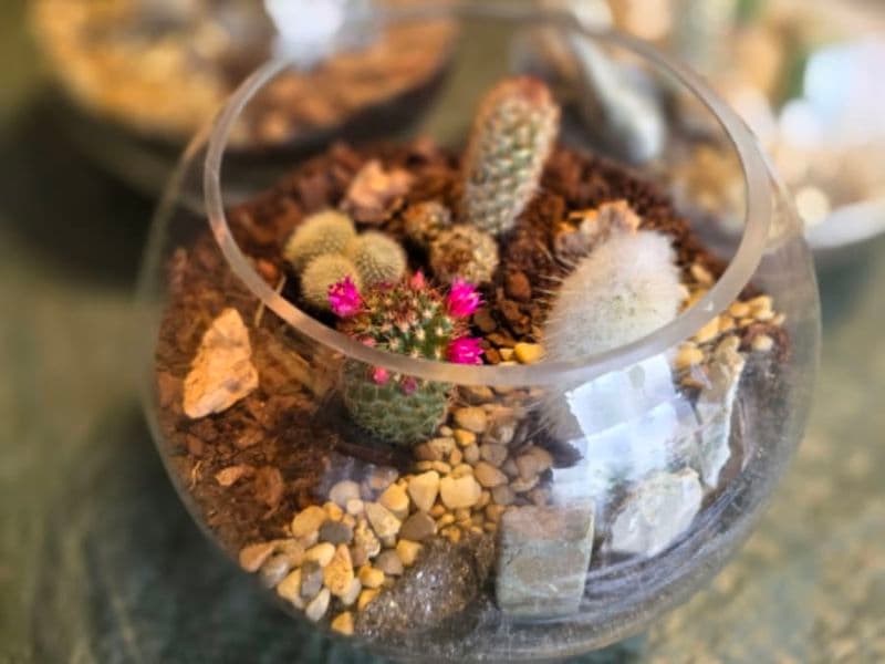 Billet Atelier Terrarium cactus à Paris 20ème