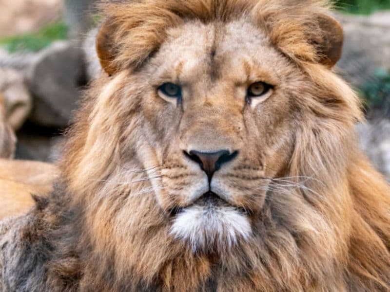 Billet pour l'Espace Zoologique Saint-Martin-la-Plaine (42)