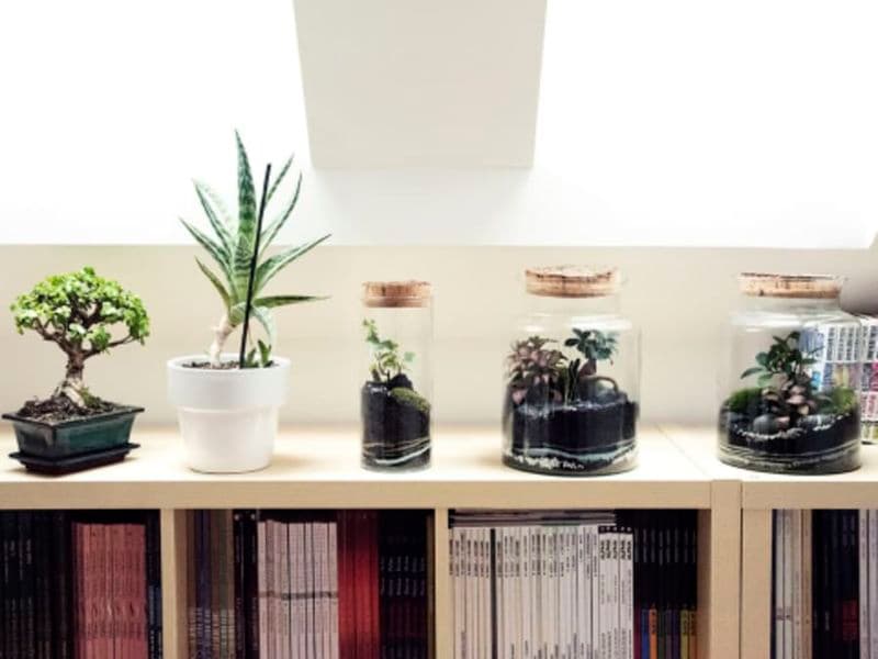 Billet Atelier petit terrarium proche de Strasbourg (67)