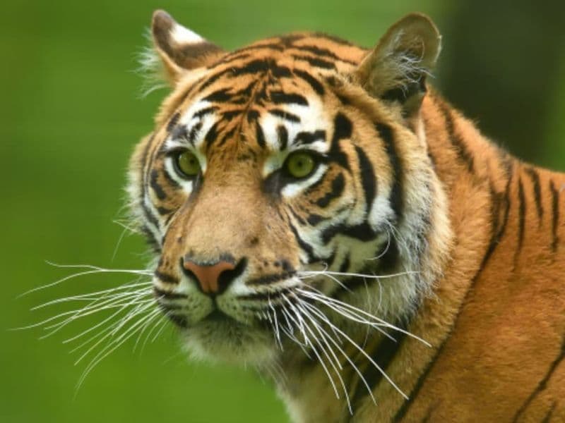 Billet Billet coupe-file pour le Zoo du Jardin des Plantes