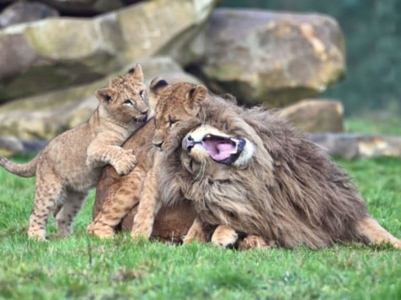 Billet pour Lumigny Safari Réserve (77)