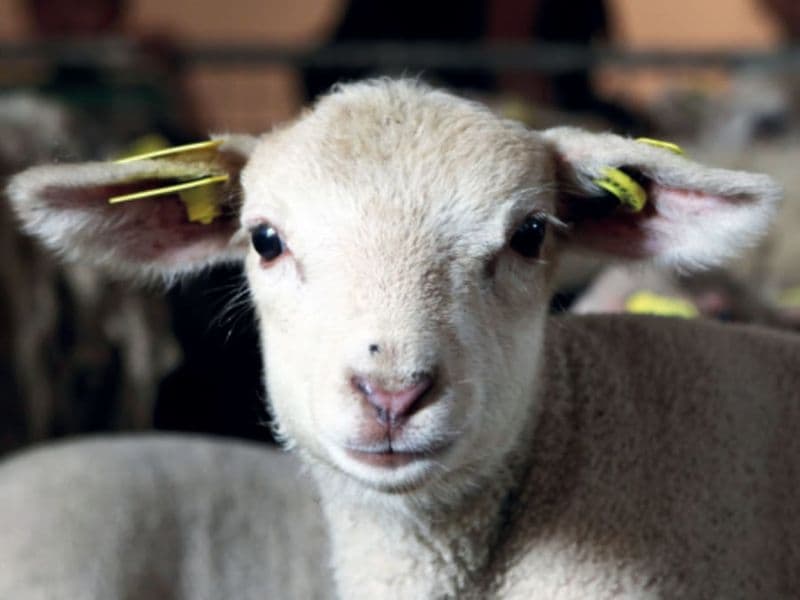 Billet Visite de la Ferme de Gally Saint-Cyr-l'Ecole 2025