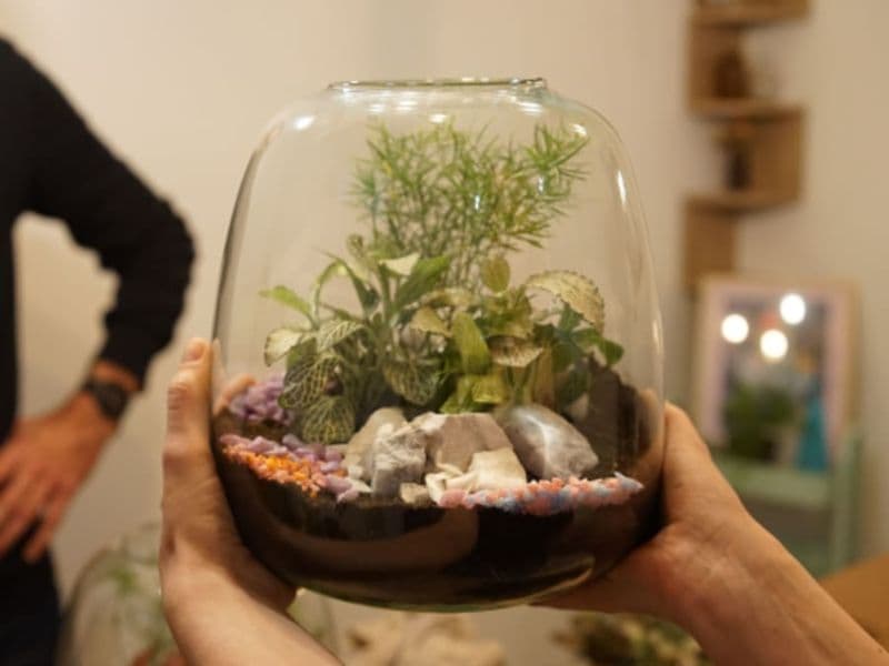 Billet Atelier création d'un Terrarium à Paris 11ème