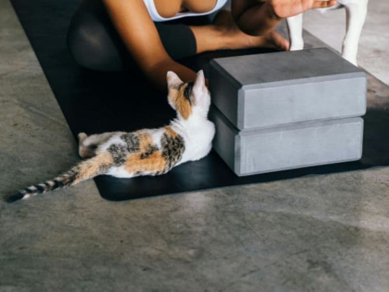 Billet Kitten Yoga à Paris 4ème