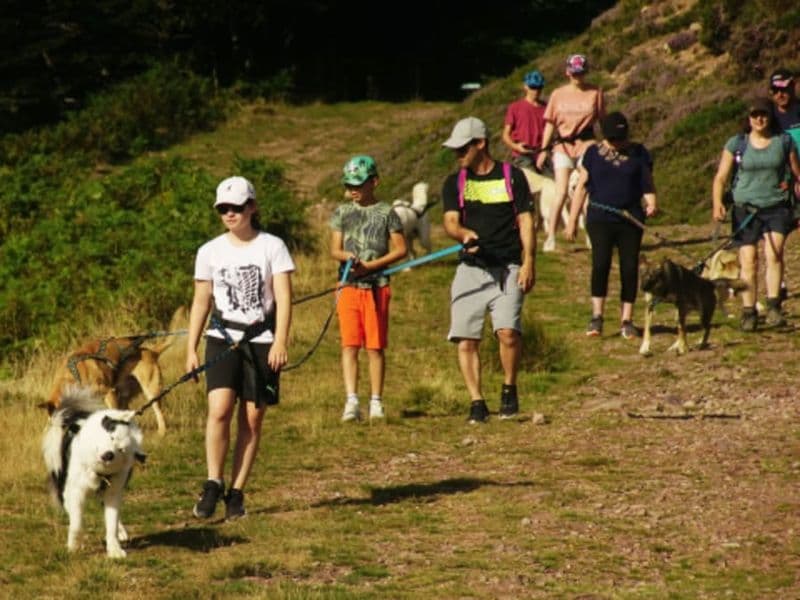 Cani-Rando dans la forêt du Braca à la Pierre Saint-Martin (64)