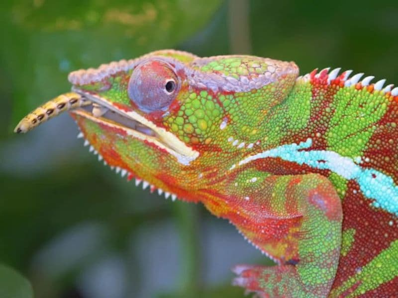 Billet Billet pour Planet Exotica (17)