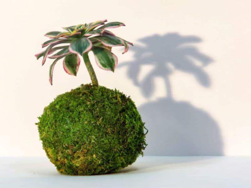 Billet Atelier kokedama à Reims (51)