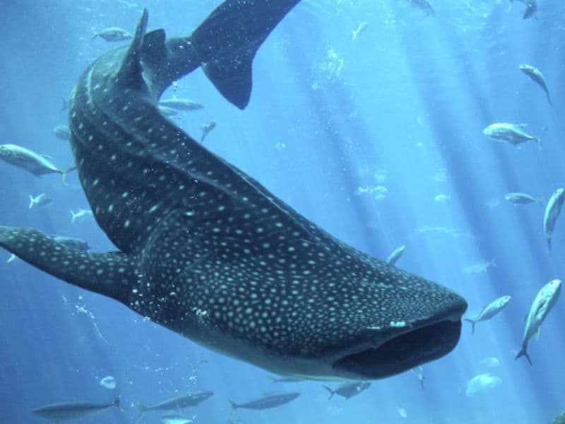 Billet coupe-file pour Le Seaquarium (30)