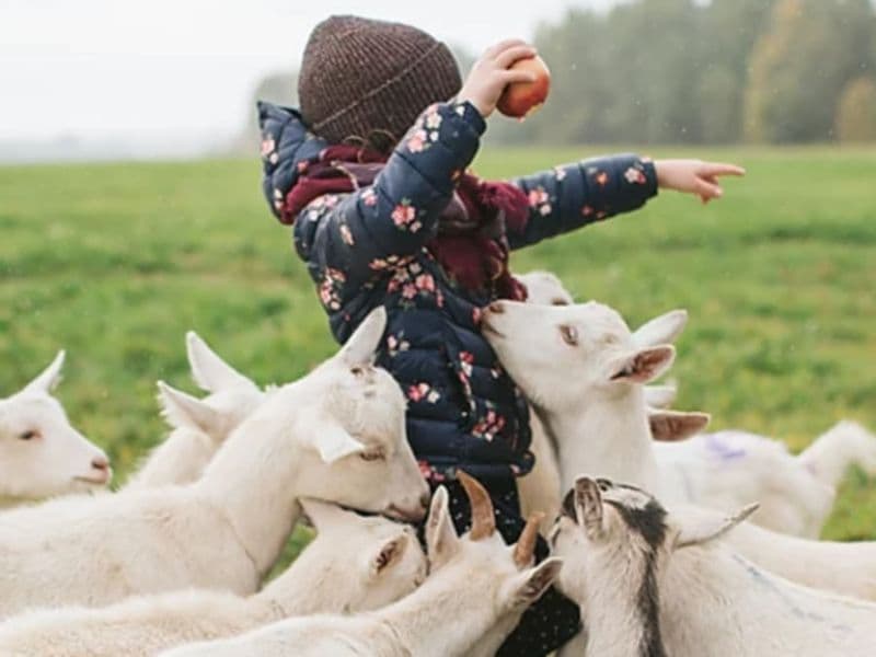 Billet Visite de la ferme pédagogique de Monsieur Seguin & goûter (01)
