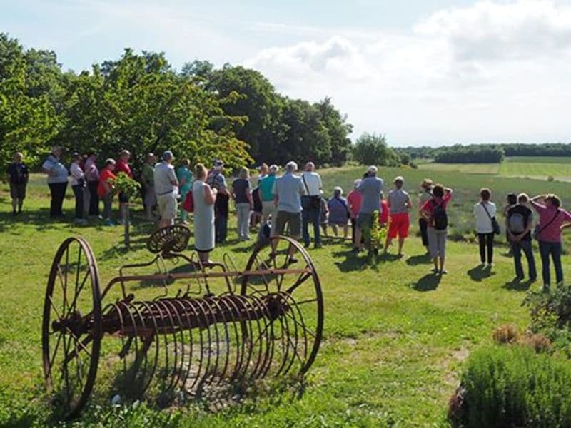 Billet Visite découverte de la lavande proche de Montélimar (26)