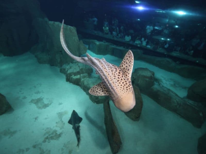 Billet Billet nocturne pour l'Aquarium de Paris