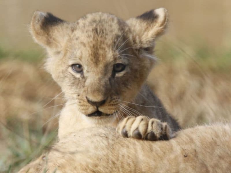 Billet Billet pour le Zoo de La Boissière-du-Doré (44)