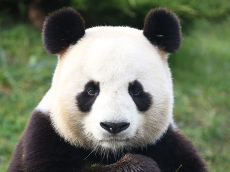 Billet Billet pour le ZooParc de Beauval  (41)