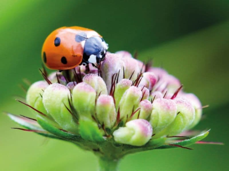 Billet Atelier "Le jardinage éco-responsable" chez Truffaut Colomiers