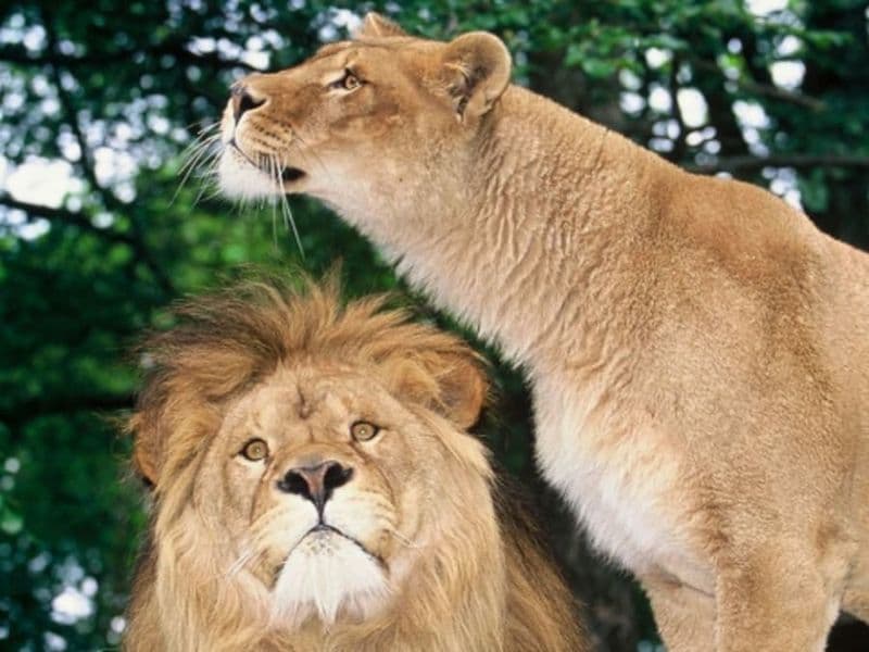 Billet Billet pour le Zoo de Jurques (14)