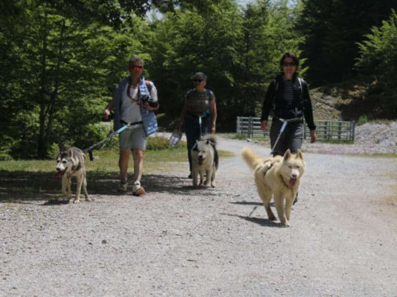 Journée avec des chiens de traineau à Oloron-Sainte-Marie (64)