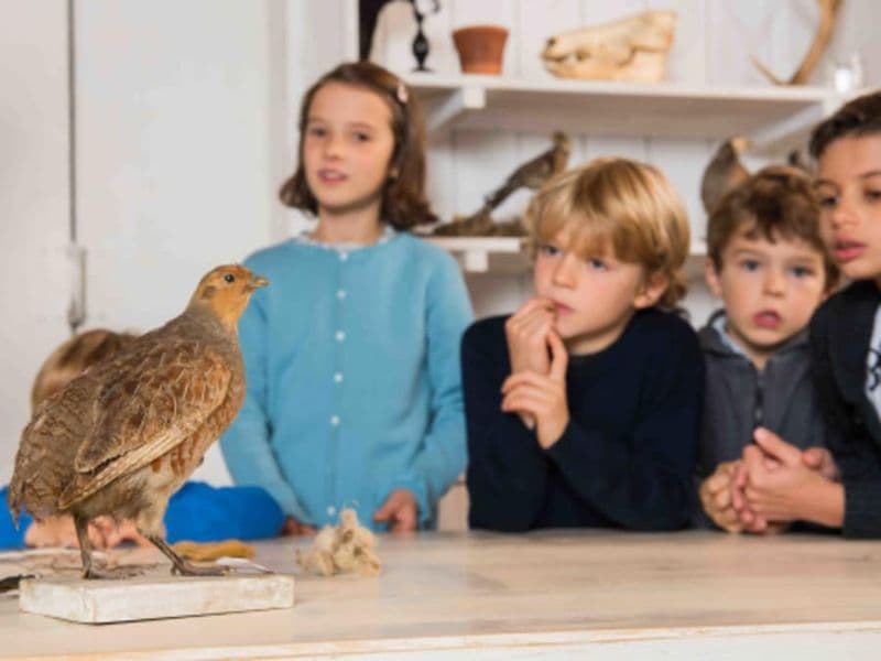 Atelier Oiseaux & Animaux à la Ferme de Gally de St-Cyr-l'Ecole