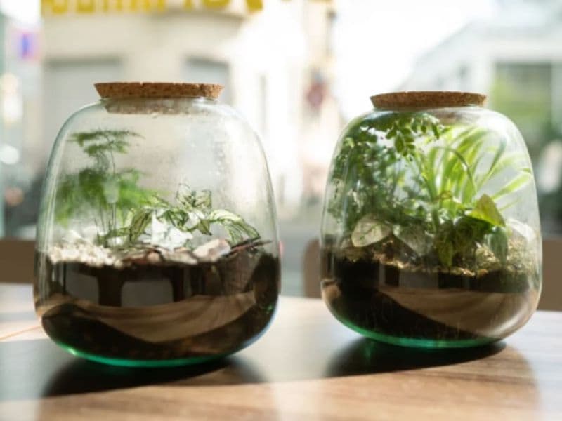 Billet Atelier apéro terrarium à Strasbourg (67)