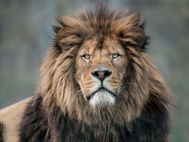 Billet Billet pour le Zoo du Bois d'Attilly (77)