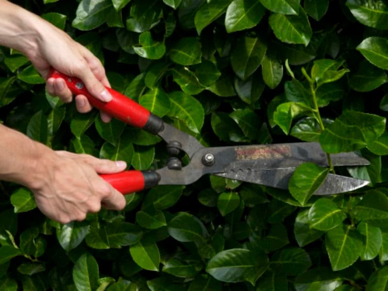 Billet Atelier "La taille au jardin" chez Truffaut Mérignac (33)