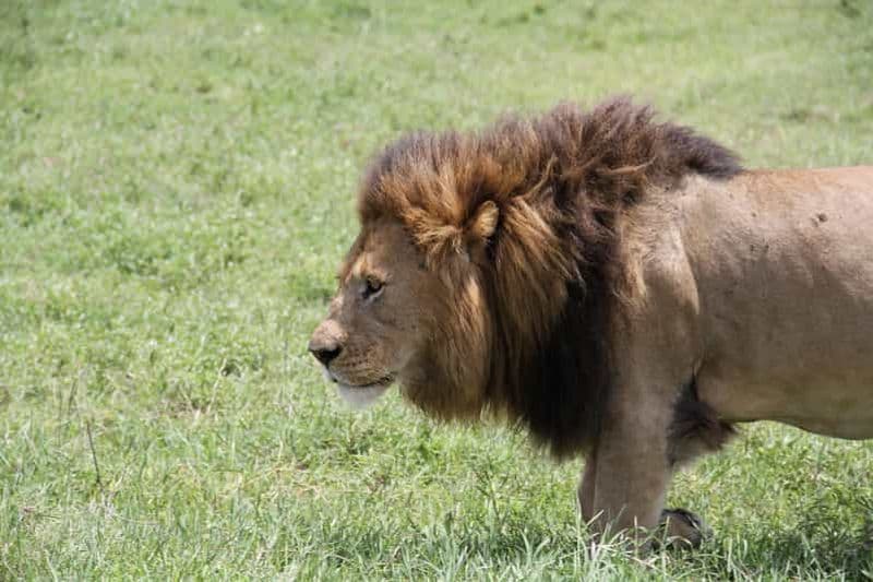 Billet Arusha : safari de 6 jours à Tarangire, au lac Manyara et ...