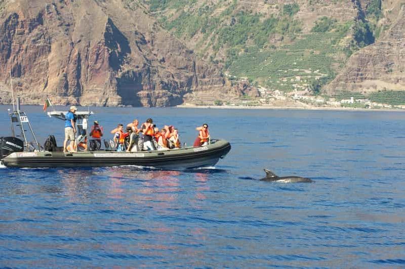 Depuis Calheta : Observation des baleines et des dauphins de Madère en bateau