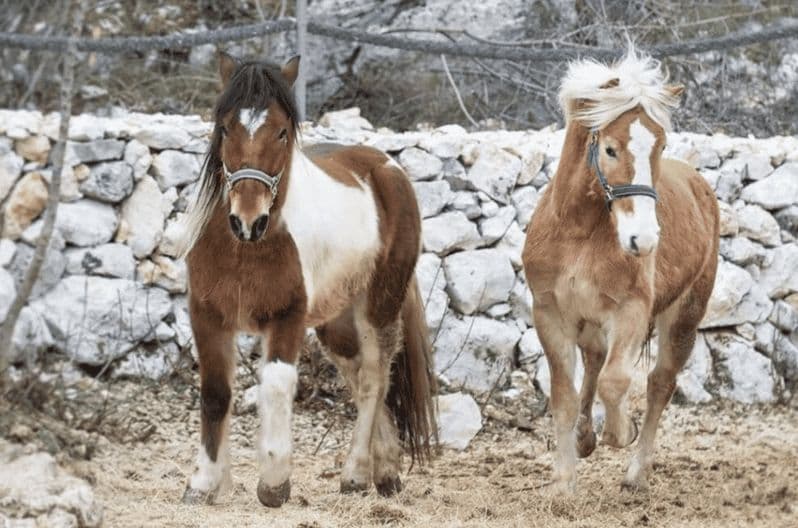 Campagne de Split : balade à cheval, Soparnik et forteresse de Klis