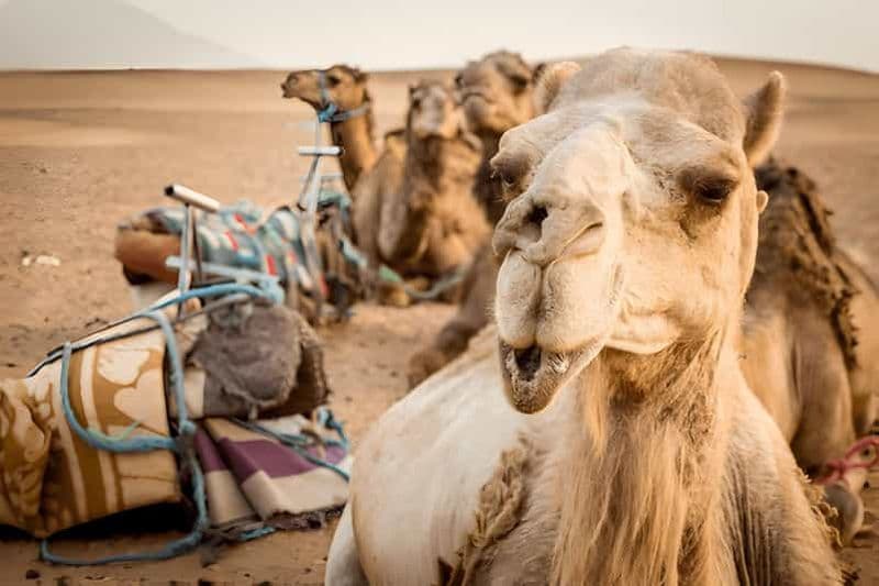 Billet Au départ de Marrakech : Excursion de 2 jours à Zagora et dans l'Atlas