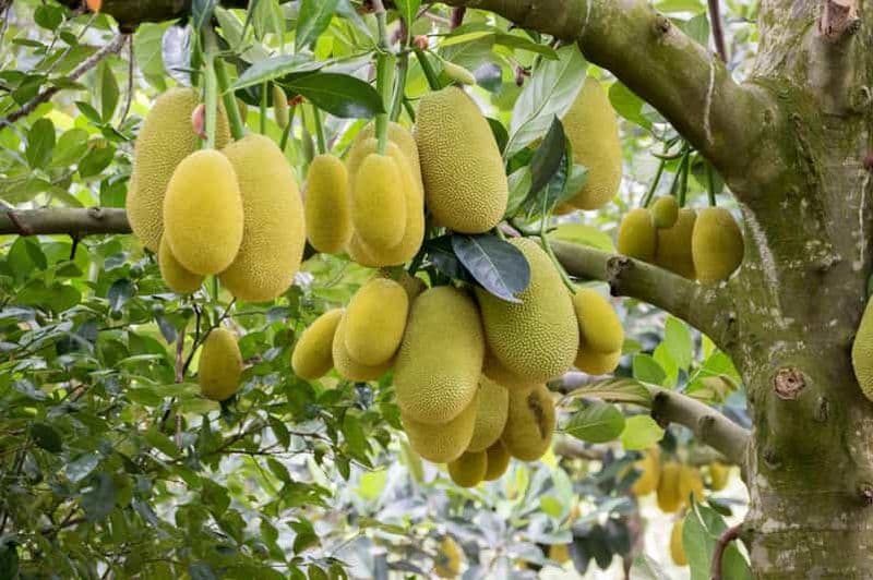 Billet Zanzibar : Visite d'une ferme d'épices avec déjeuner et fruits tropicaux
